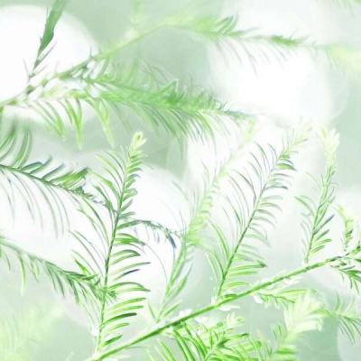 queen摇滚之旅最新版下载